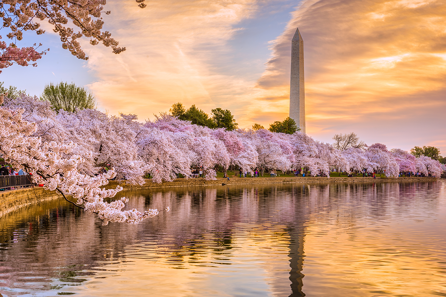 tidal basin cherry blossoms