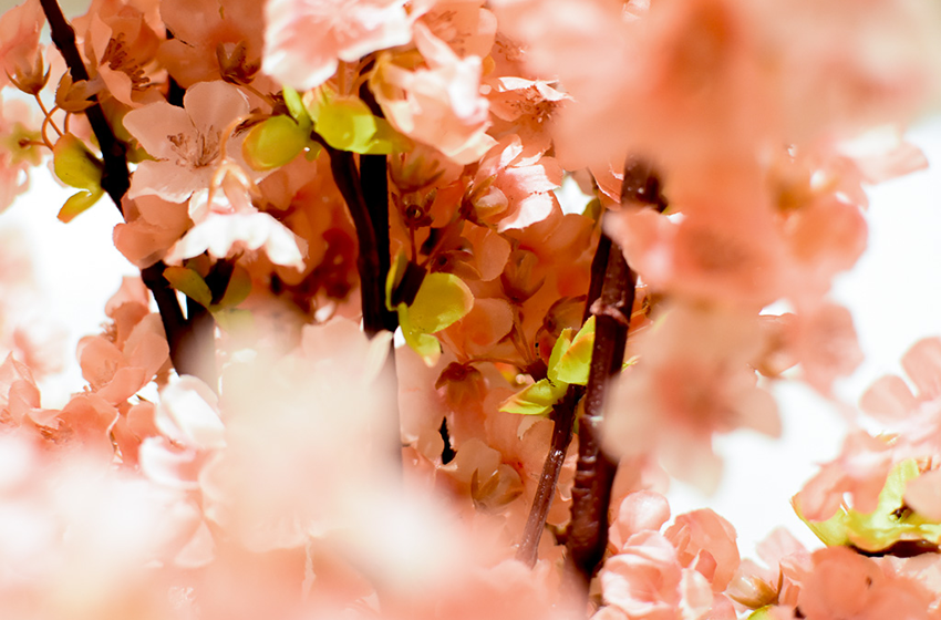 Cherry Blossom Festival in DC