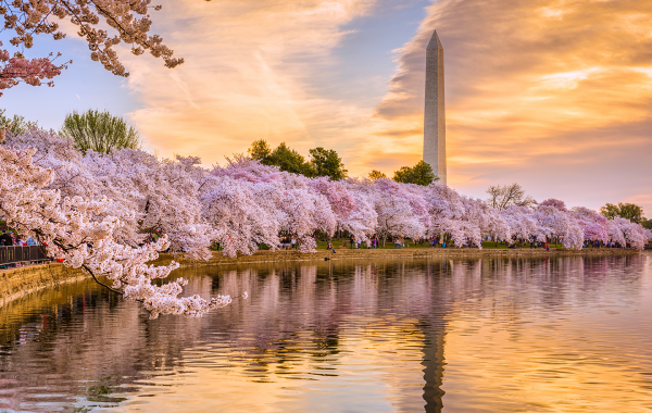 Cherry blossoms in full bloom at the Tidal Basin in DC Why Spring Is A Great Time to Be a D.C. Intern