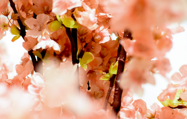 Cherry Blossom Festival in DC